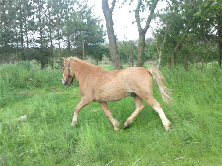 Dartmoor skovbrynets burat (split) solgt  billede 3