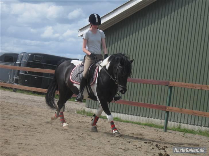 Pinto Fast Spirit -Solgt- - Træning D. 18. Juni 09. Galop. billede 16