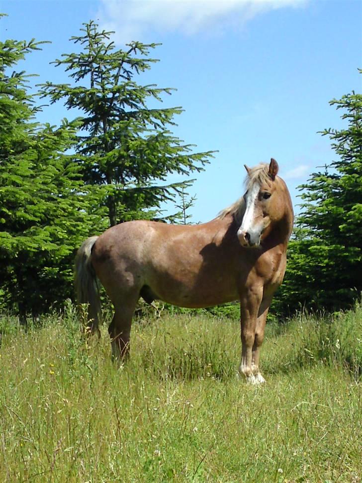 Dartmoor skovbrynets burat (split) solgt  billede 4