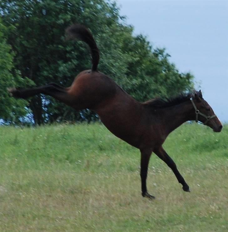 Hollandsk Varmblod Lindholt's Gelinde - Gelinde 2 år billede 9