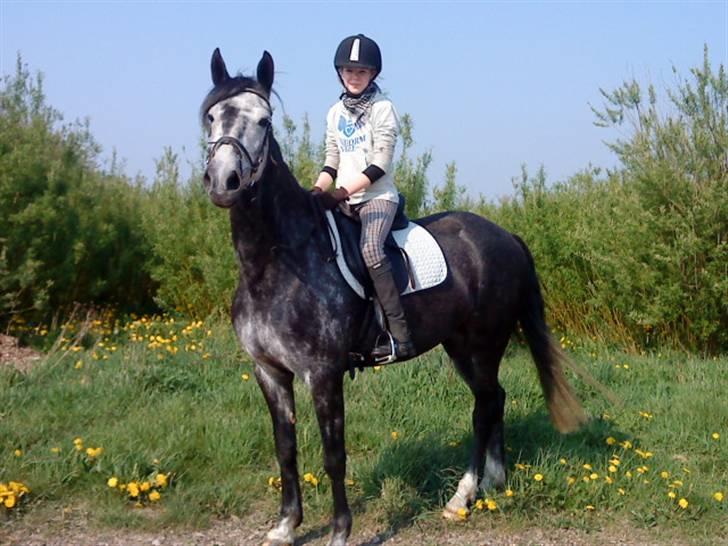 Anden særlig race Blue Silky Walker - Træning. billede 14