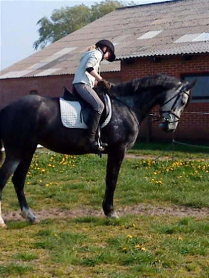 Anden særlig race Blue Silky Walker - ikke det bedste billede, men se hvor fint hun står! :) trænning. billede 11