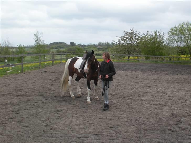 Pinto Indiana Jones (mors part) - Her træner jeg med Jones billede 4