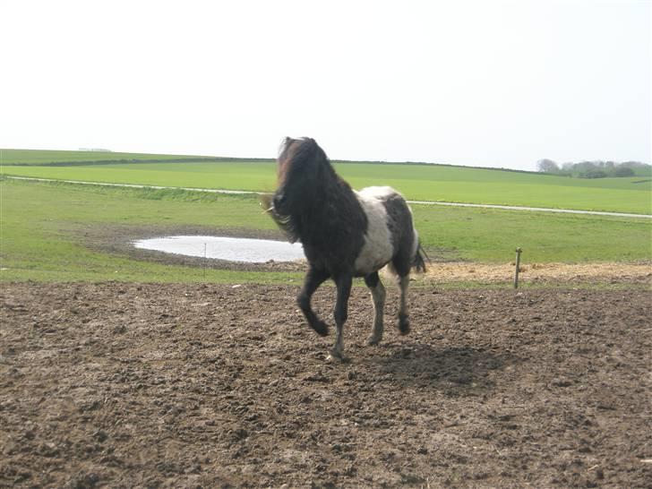 Shetlænder prins (solgt) billede 13