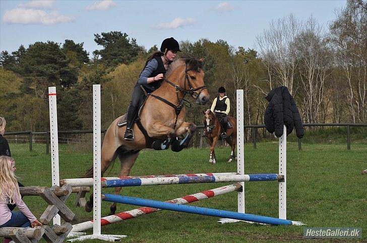 Anden særlig race Águst Kongerslev MITALT - SOLGT - Asta og Águst Foto: Julie Lunde billede 13