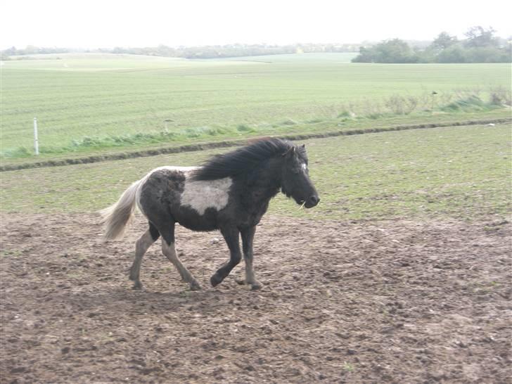 Shetlænder prins (solgt) billede 14