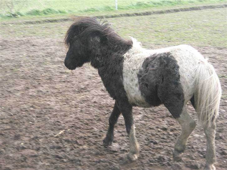 Shetlænder prins (solgt) billede 15