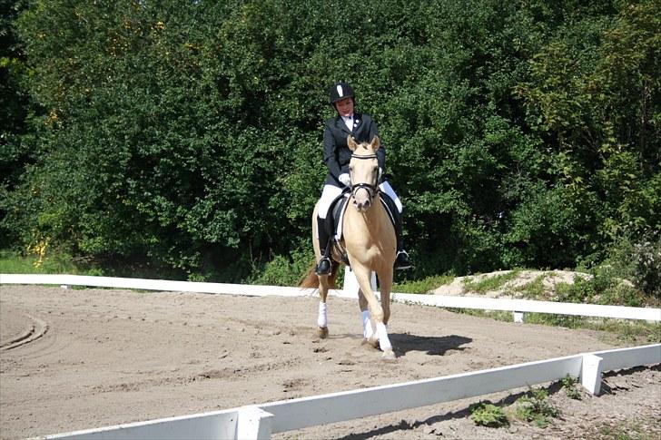 Anden særlig race Sioux *Solgt* - Billede 17 billede 17