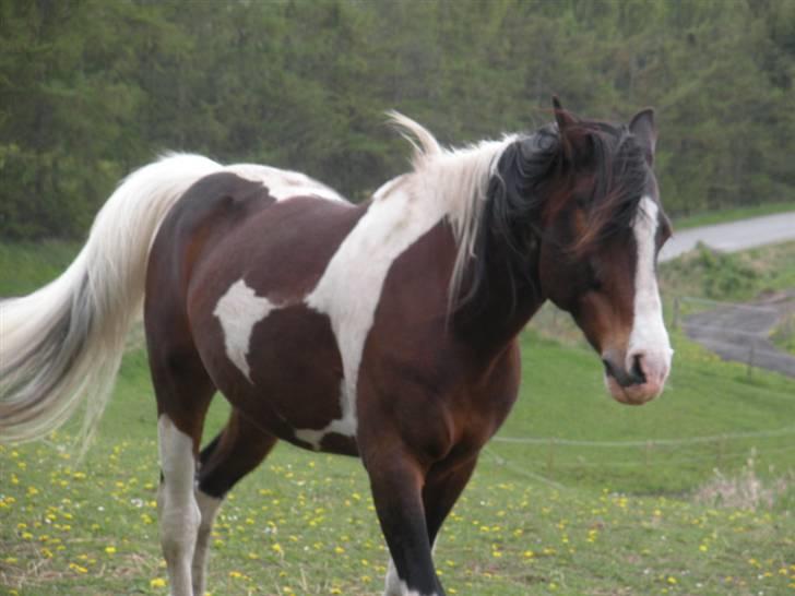 Pinto Indiana Jones (mors part) billede 7