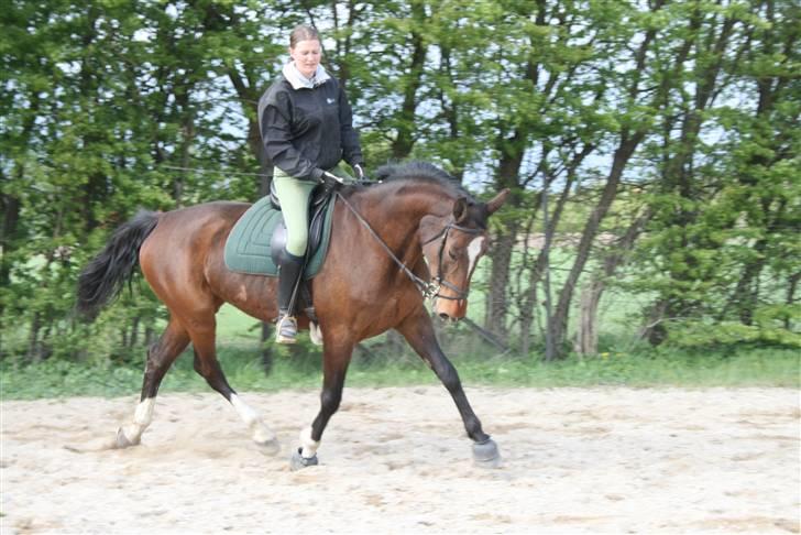 Dansk Varmblod Rønnevejs Diana billede 8