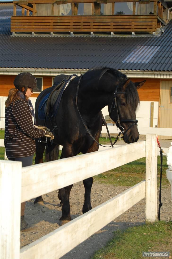 Anden særlig race Shadow - Min elskede wannabe hingstebasse <3 Jeg elsker dig helt op til skyerne, din store sorte slambert! <3 - Fotograf Marie-Louise. billede 17