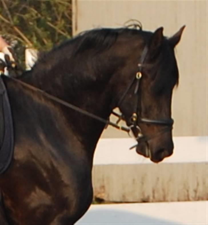 Anden særlig race Shadow - Lækker hals, ikke? :D billede 18