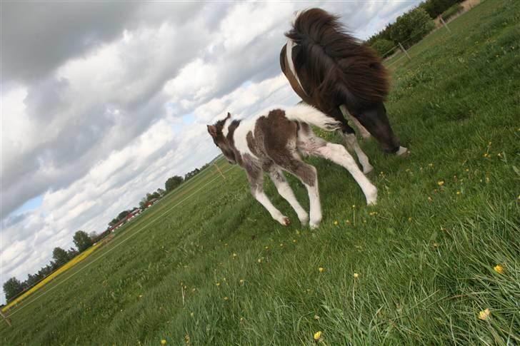 Islænder Duna Fra Ørnholm billede 6