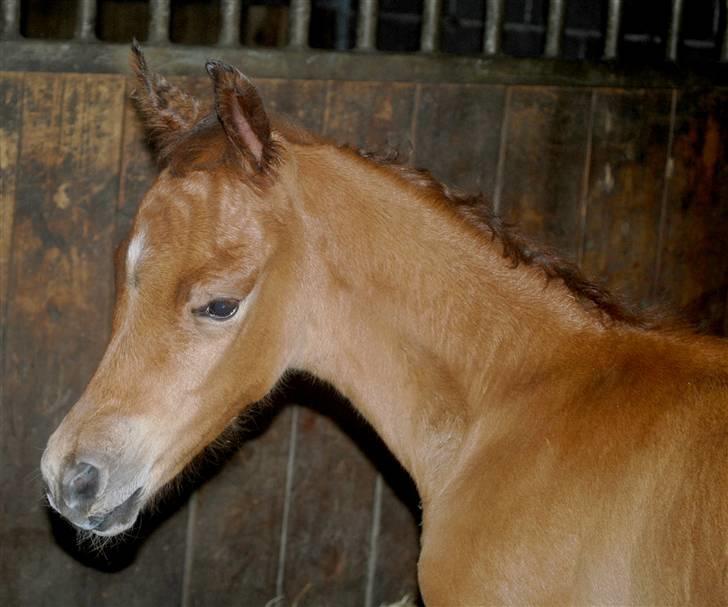 Arabisk fuldblod (OX) Al Tijani E'jaaz - SOLGT! - nyfødt. billede 2