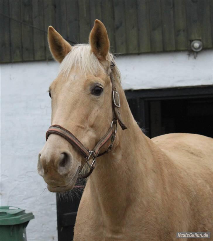 Palomino cibelle - virkelig godt billede af dig. <3 jeg ved ikke hvordan min hverdag ville havde uden dig? (: foto: MC billede 16