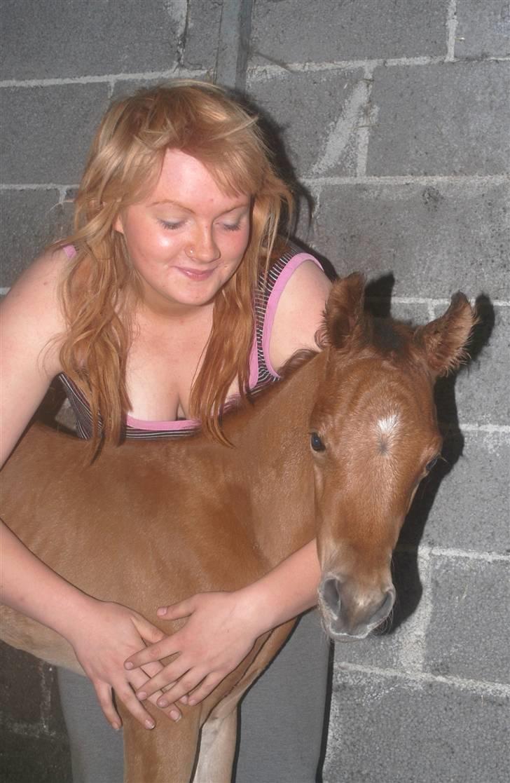 Arabisk fuldblod (OX) Al Tijani E'jaaz - SOLGT! - Nyfødt. billede 4