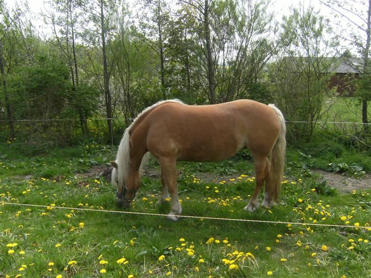 Haflinger Freja (Vera) (solgt) - god græs mor tak fordi vi måtte få det. billede 15