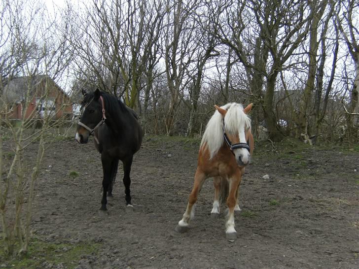 Haflinger Freja (Vera) (solgt) - Freja og Luna. billede 16