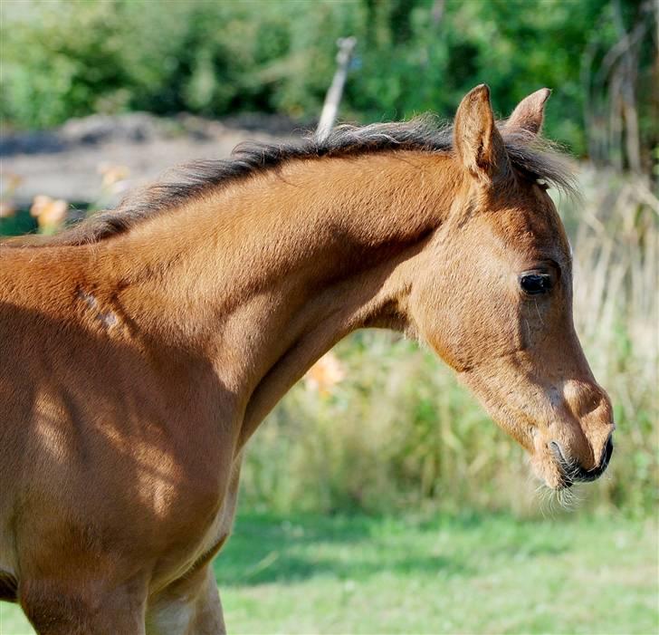 Arabisk fuldblod (OX) Al Tijani E'jaaz - SOLGT! billede 5