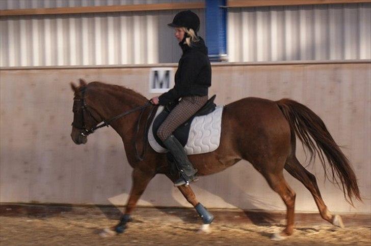 Anden særlig race Skovlundegårds Bambine -  Gallop i ridehuset ;)  billede 14