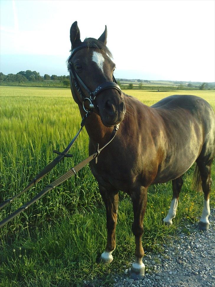 Welsh Pony (sec B) Starla af Ferslev - Velkommen! (:       taget d. 1/7-2010 ;) billede 1