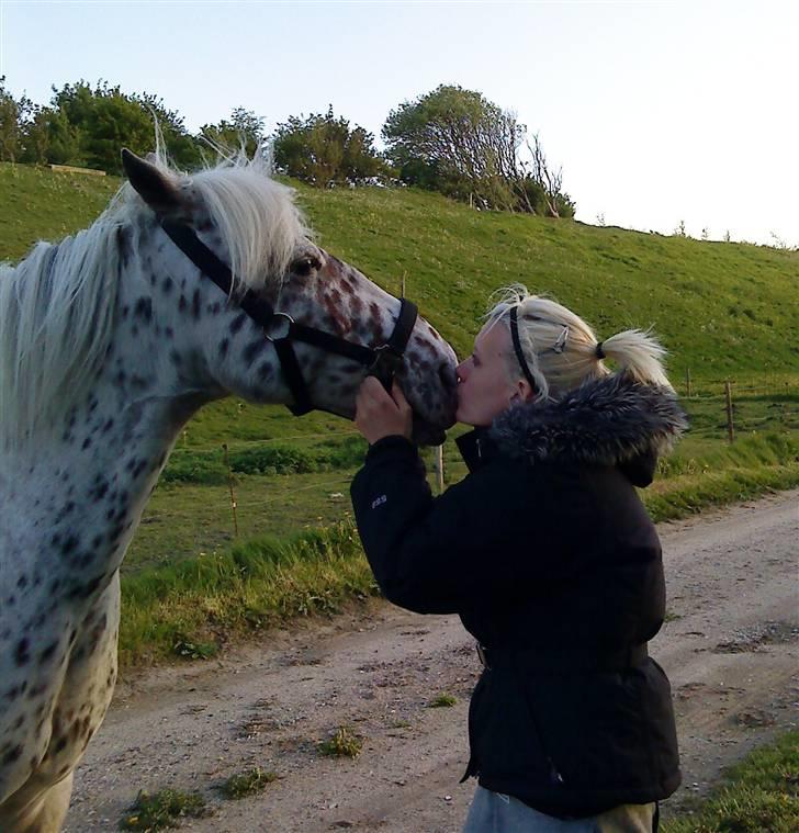Knabstrupper Bonnie - Du er så skøøøøøn i;  billede 1