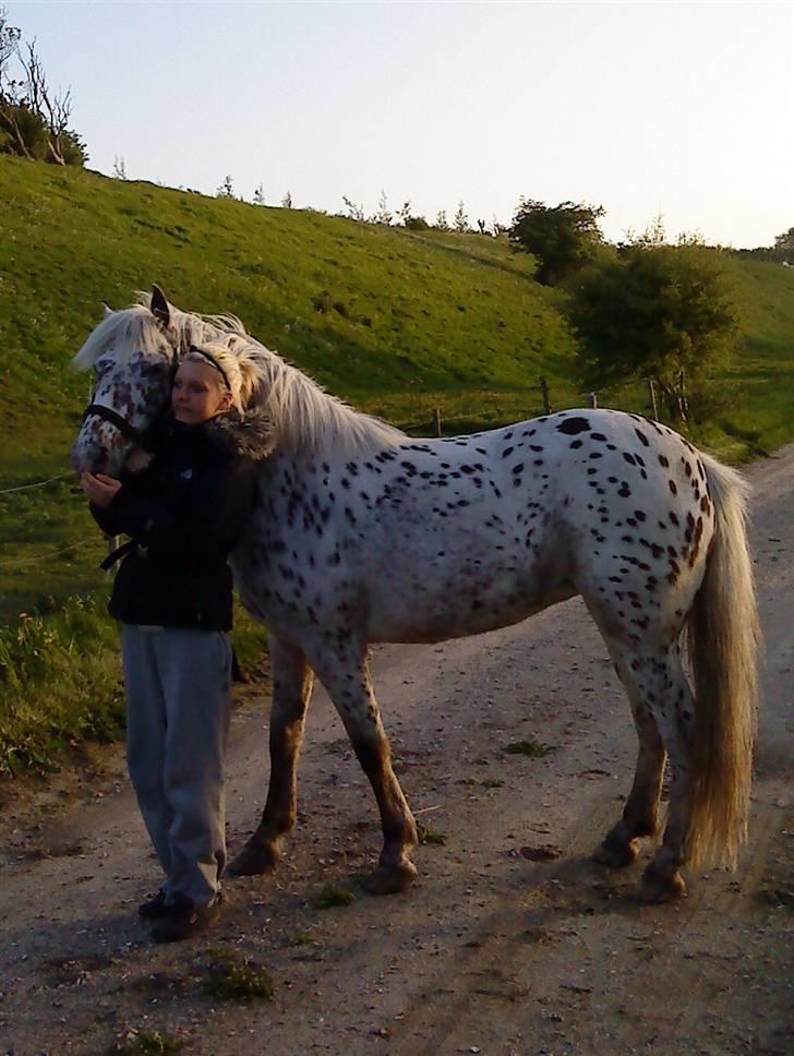 Knabstrupper Bonnie - .<3 billede 2