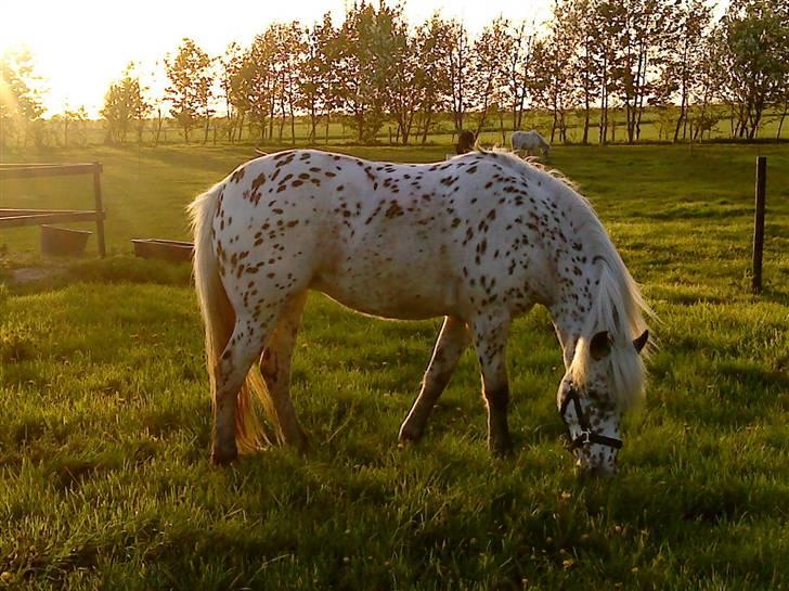 Knabstrupper Bonnie billede 3