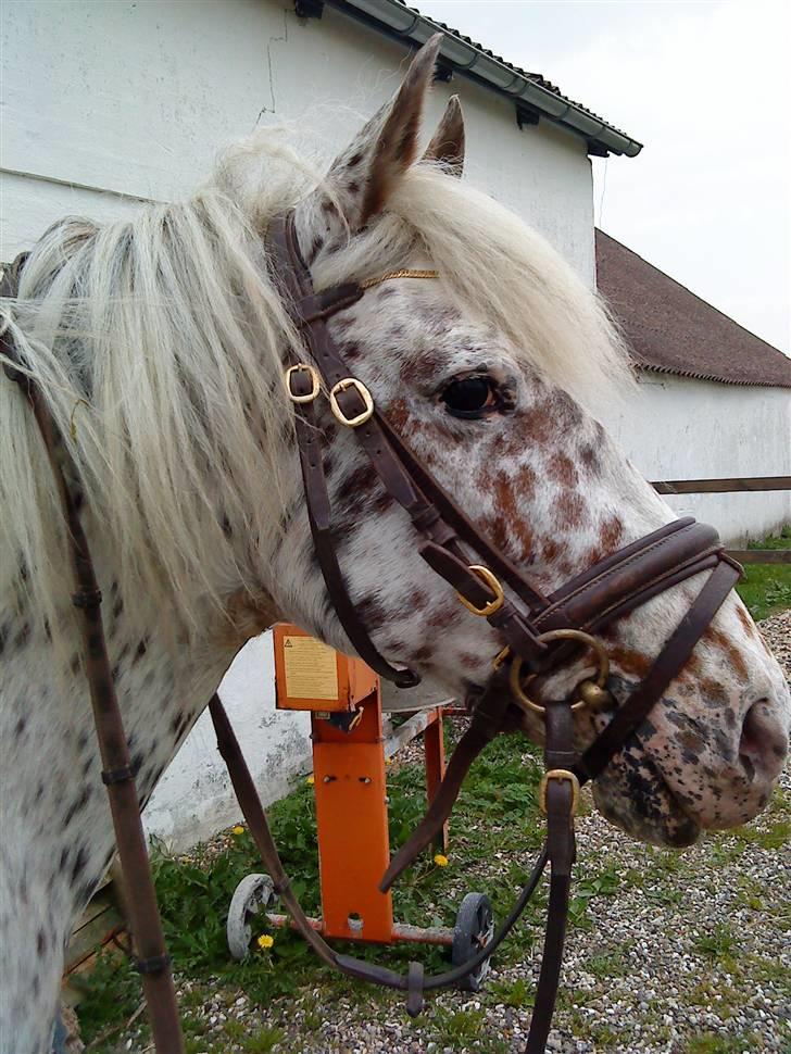 Knabstrupper Bonnie - (L).  billede 4