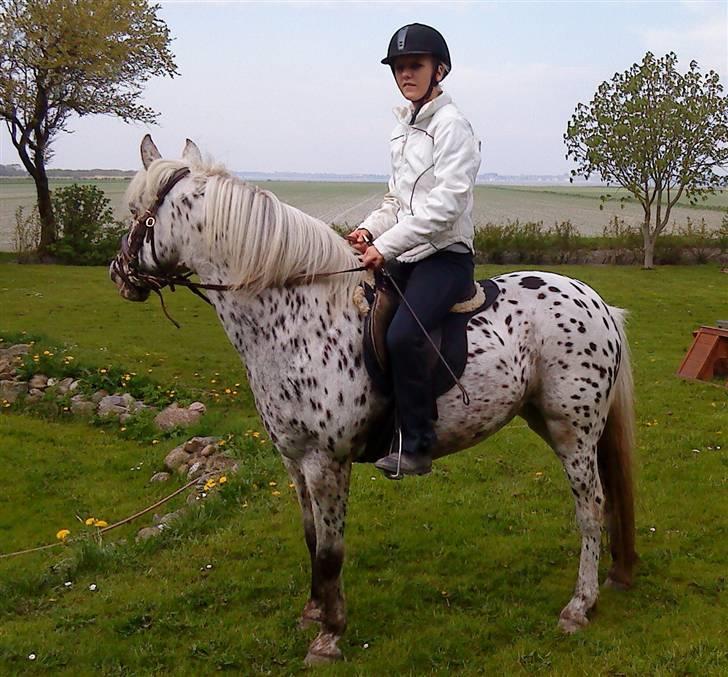 Knabstrupper Bonnie - Skøøøøøøøn pony :b! billede 5