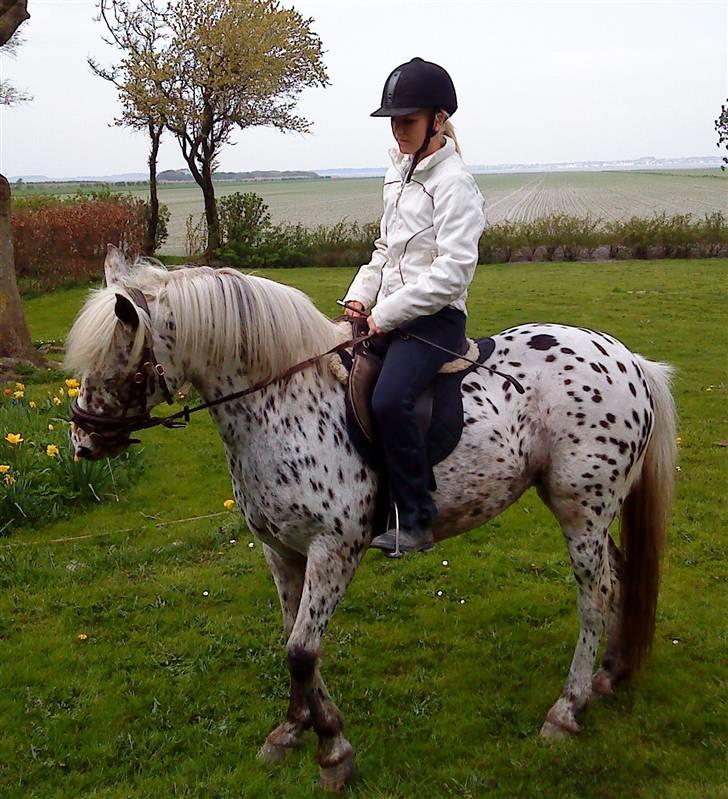 Knabstrupper Bonnie billede 6