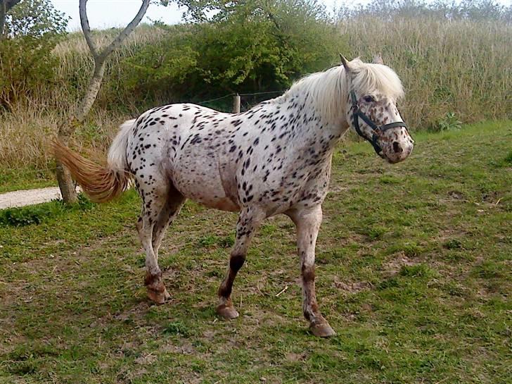 Knabstrupper Bonnie - Da hun lige var kommet :D! billede 7