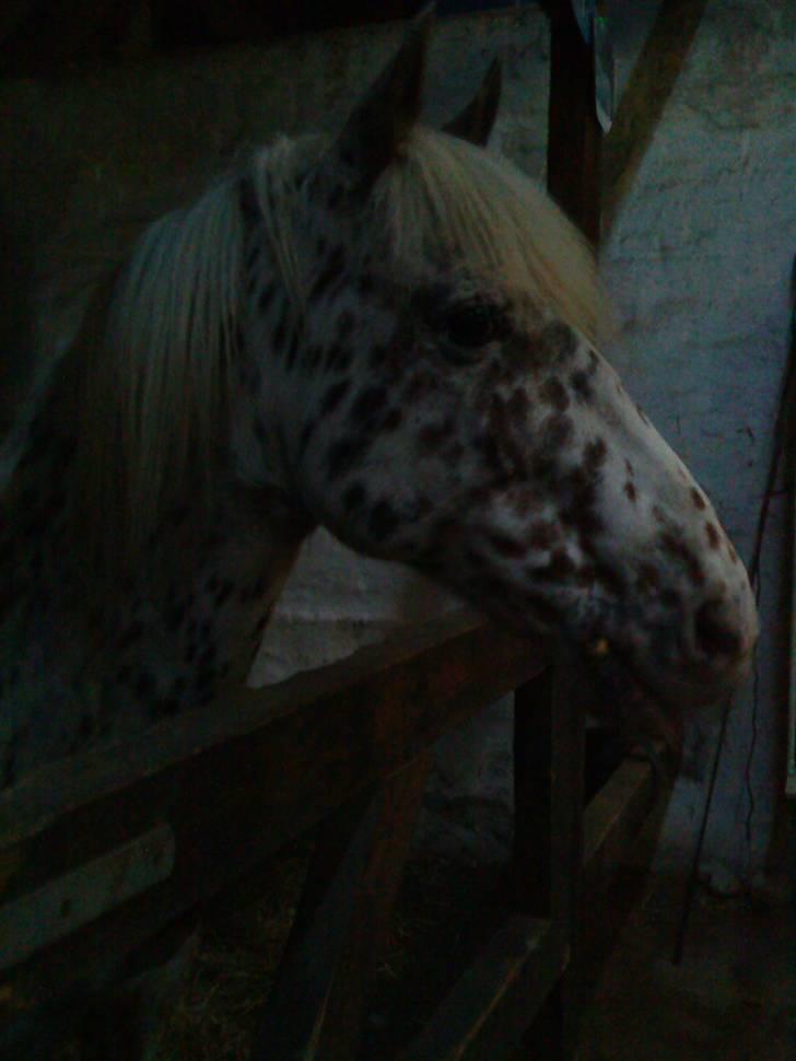 Knabstrupper Bonnie billede 8