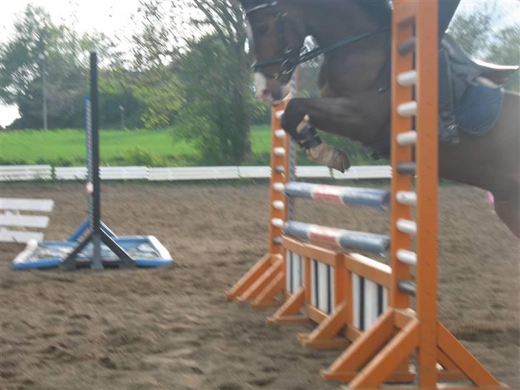 New Forest Orchid's Jester I billede 1