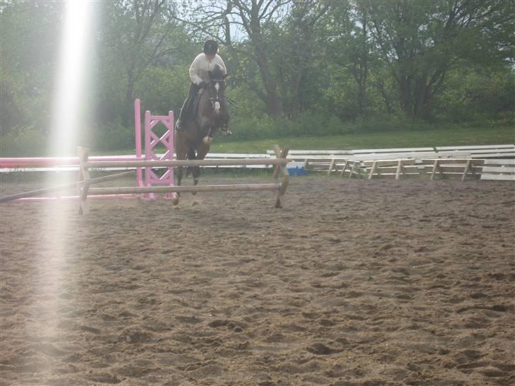 New Forest Orchid's Jester I billede 2