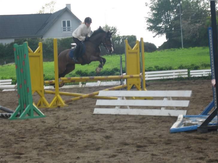 New Forest Orchid's Jester I billede 3