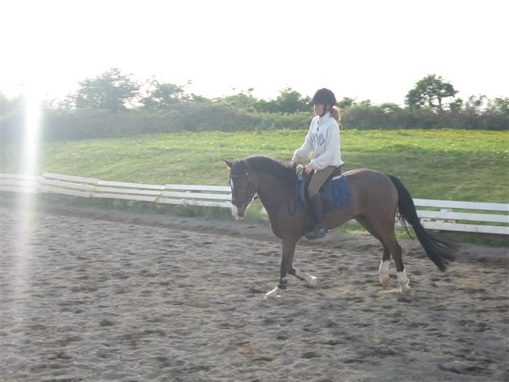 New Forest Orchid's Jester I billede 4