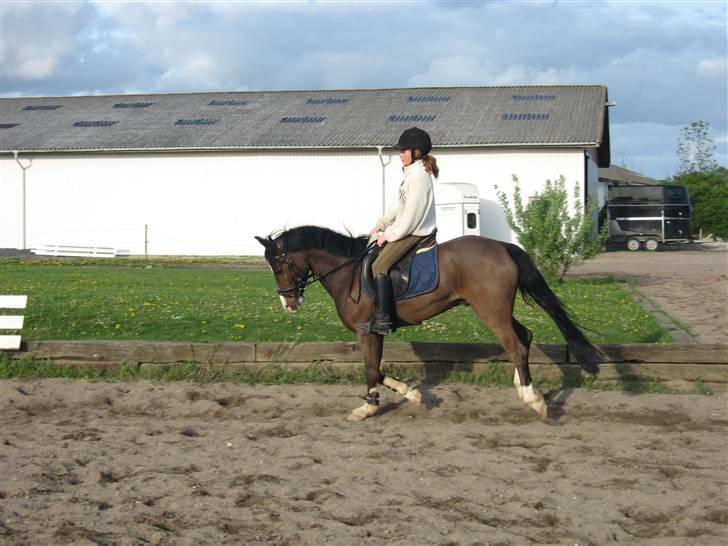 New Forest Orchid's Jester I billede 5