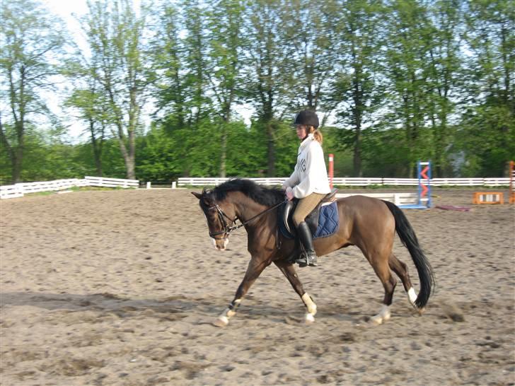 New Forest Orchid's Jester I billede 6