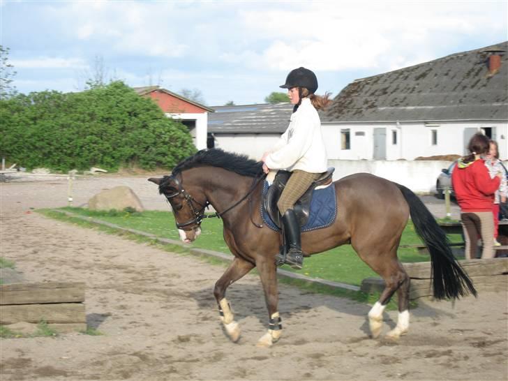 New Forest Orchid's Jester I billede 7