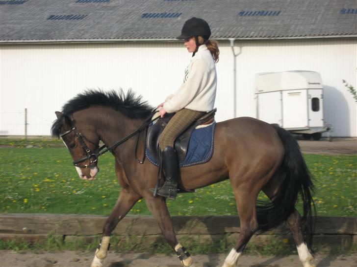 New Forest Orchid's Jester I billede 8