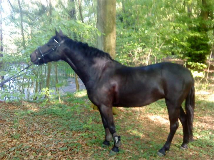 Welsh Pony (sec B) Callunas Keeshia billede 1