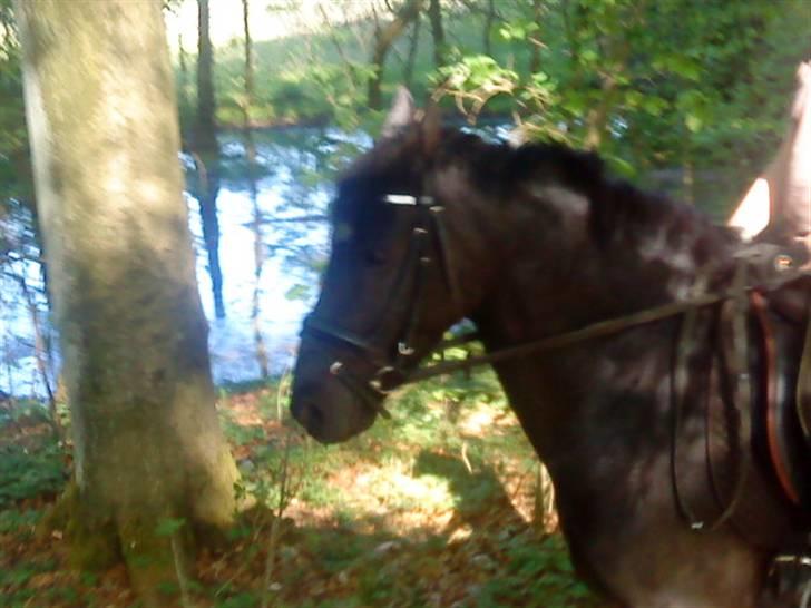 Welsh Pony (sec B) Callunas Keeshia billede 2