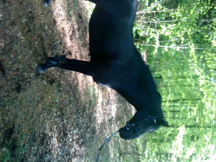 Welsh Pony (sec B) Callunas Keeshia billede 3