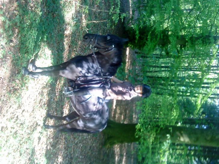 Welsh Pony (sec B) Callunas Keeshia billede 4