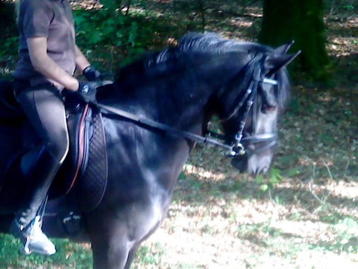 Welsh Pony (sec B) Callunas Keeshia billede 5