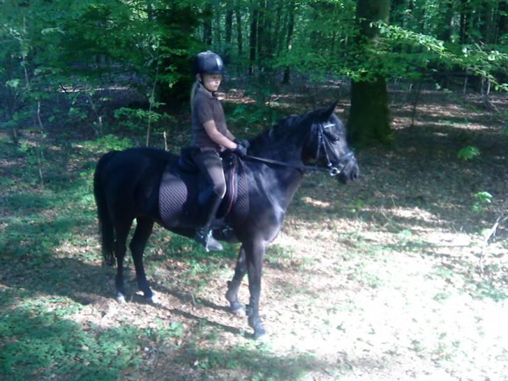 Welsh Pony (sec B) Callunas Keeshia billede 6