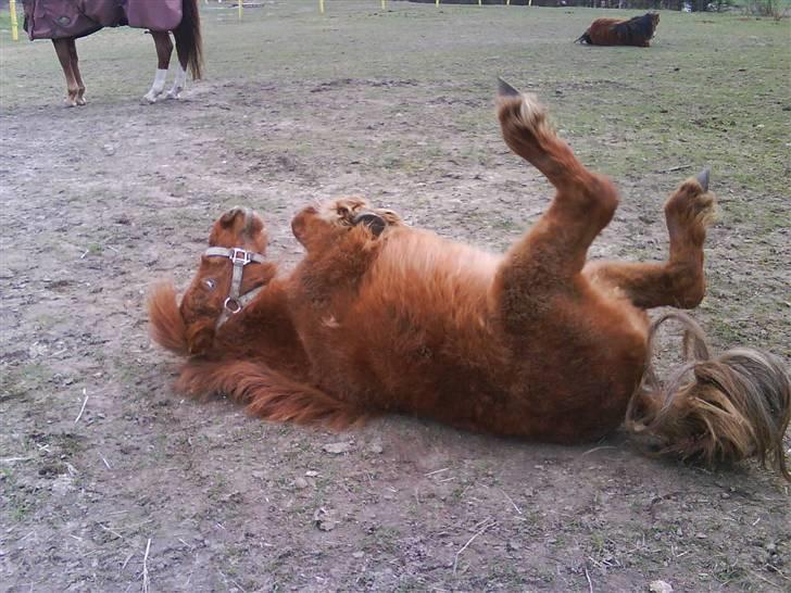 Shetlænder tøsen<3 - det er dejligt at komme ud og rulle sig :D billede 4