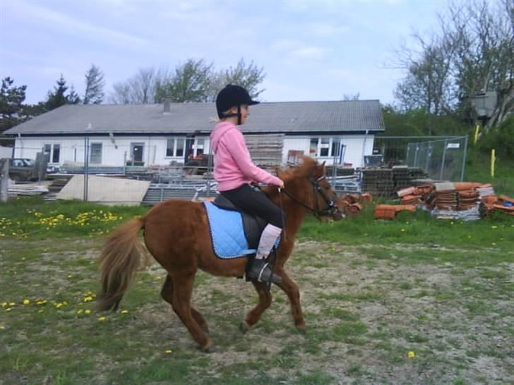 Shetlænder tøsen<3 - jeg galopere :) billede 5