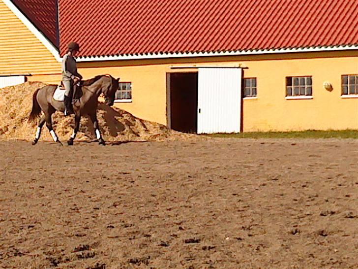 Konik Polski Charlie Am Tess ¤R.I.P¤ - Min dejlige dreng (: billede 14
